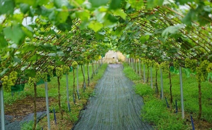 Lieu linh trong 'nho quy toc' tren que nha, 9X Viet doi doi hinh anh