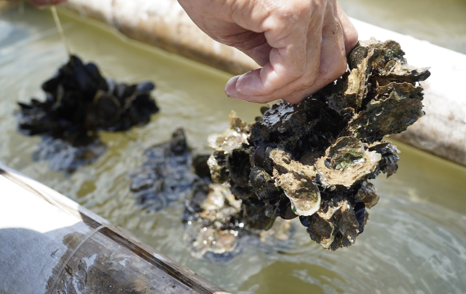 Mot loai ‘than duoc’ cua Viet Nam duoc Lao, Dai Loan o at nhap khau hinh anh