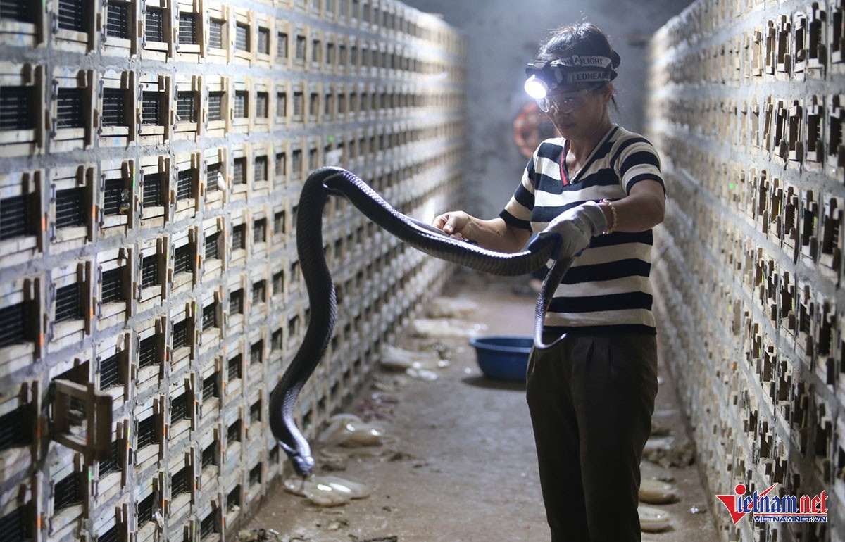 nuôi rắn ảnh 1 nuoi ran anh 1