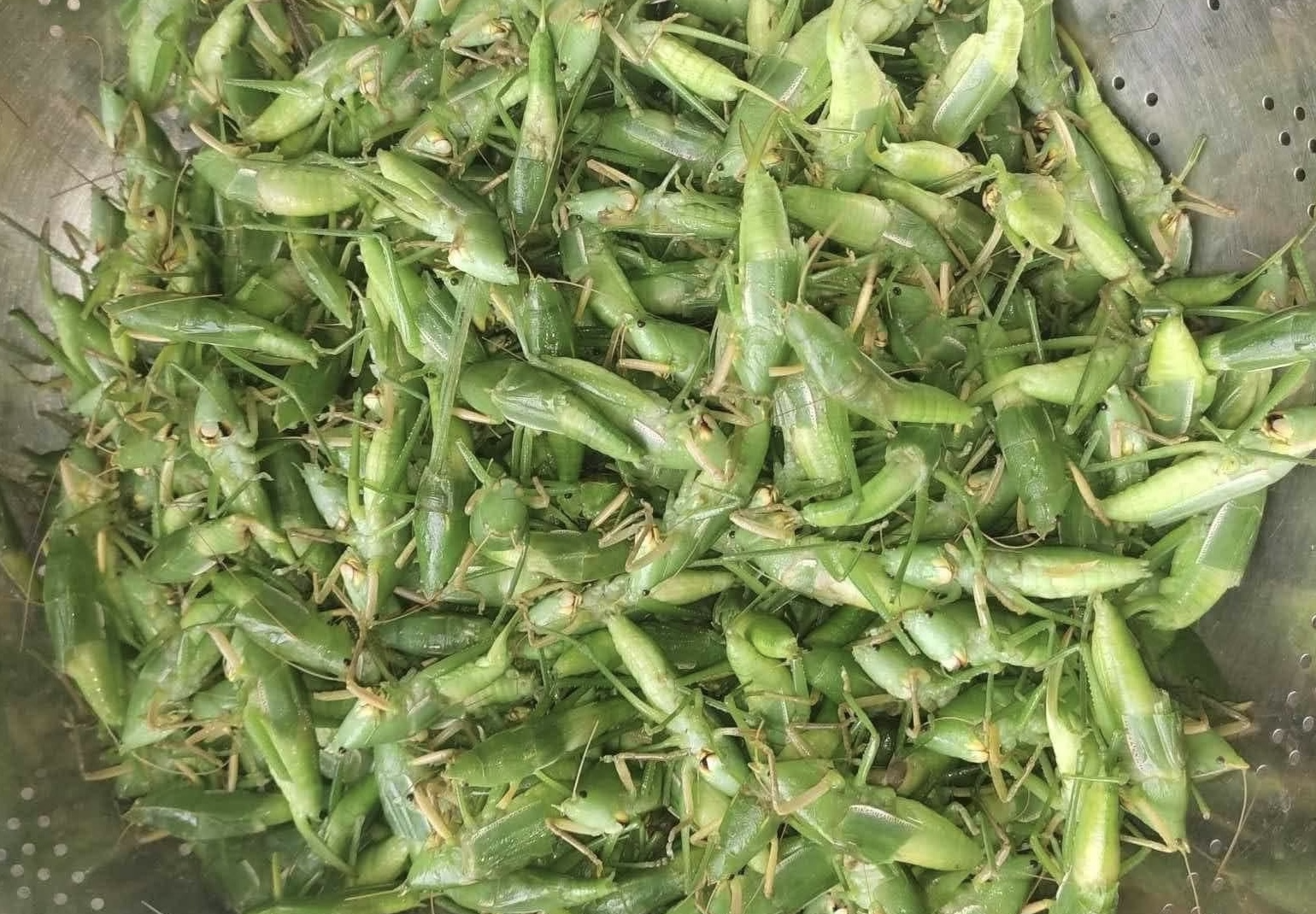 'Top mo xanh' thanh mon an cua nha giau Ha Noi hinh anh