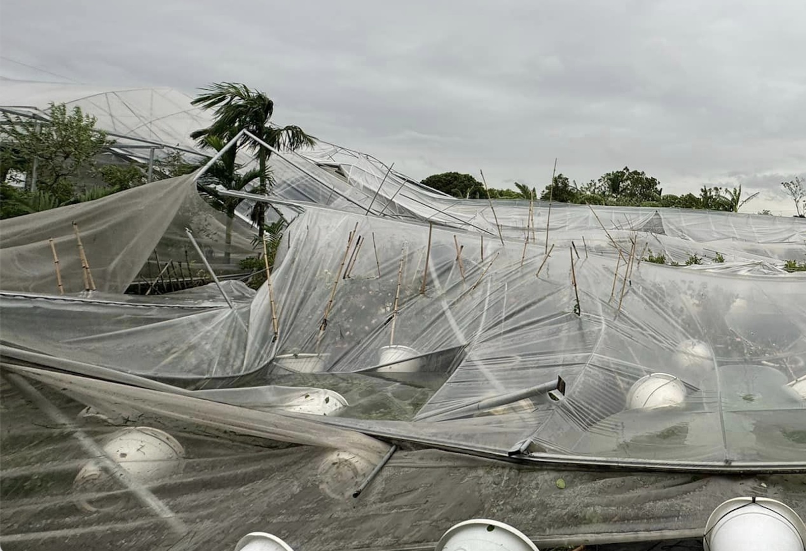 Nong dan xot xa nhin tien ty 'bay' theo bao Yagi hinh anh