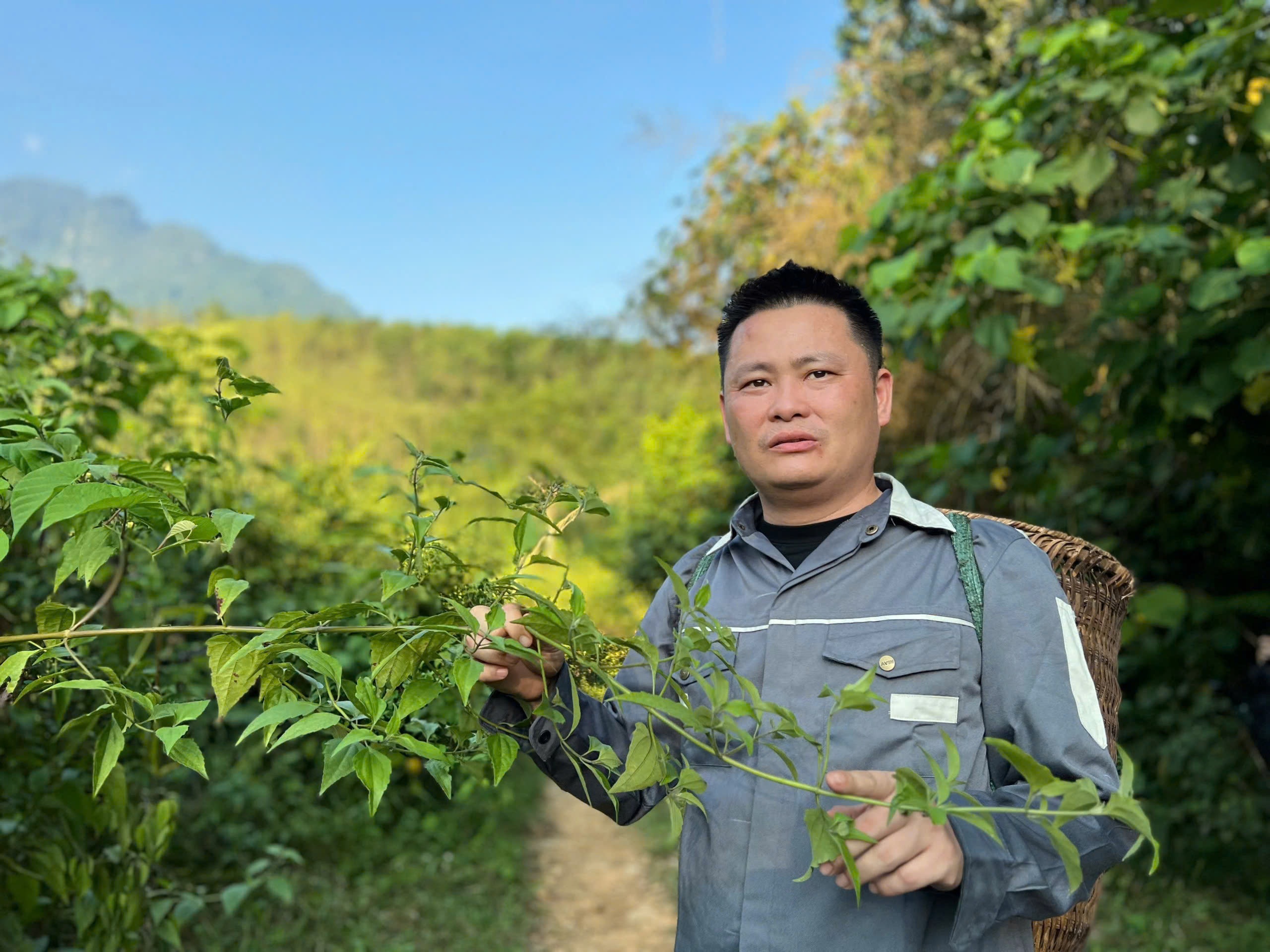 Ky su bo viec ve que trong thuoc kiem tien ty moi nam hinh anh