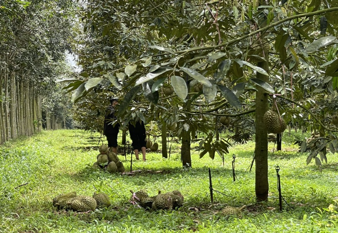 Mot doanh nghiep ban vuon dieu o Lao lay von trong sau rieng hinh anh