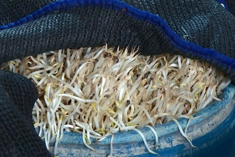 Hoa chat 'nuoc keo' ngam gia do ban tran lan tren cho mang hinh anh