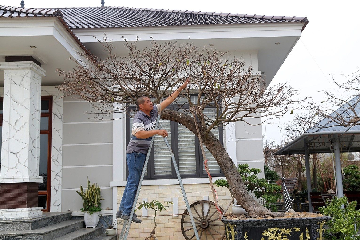 Ban 4 cay mai vang, nong dan Quang Ninh xay nha tien ty hinh anh