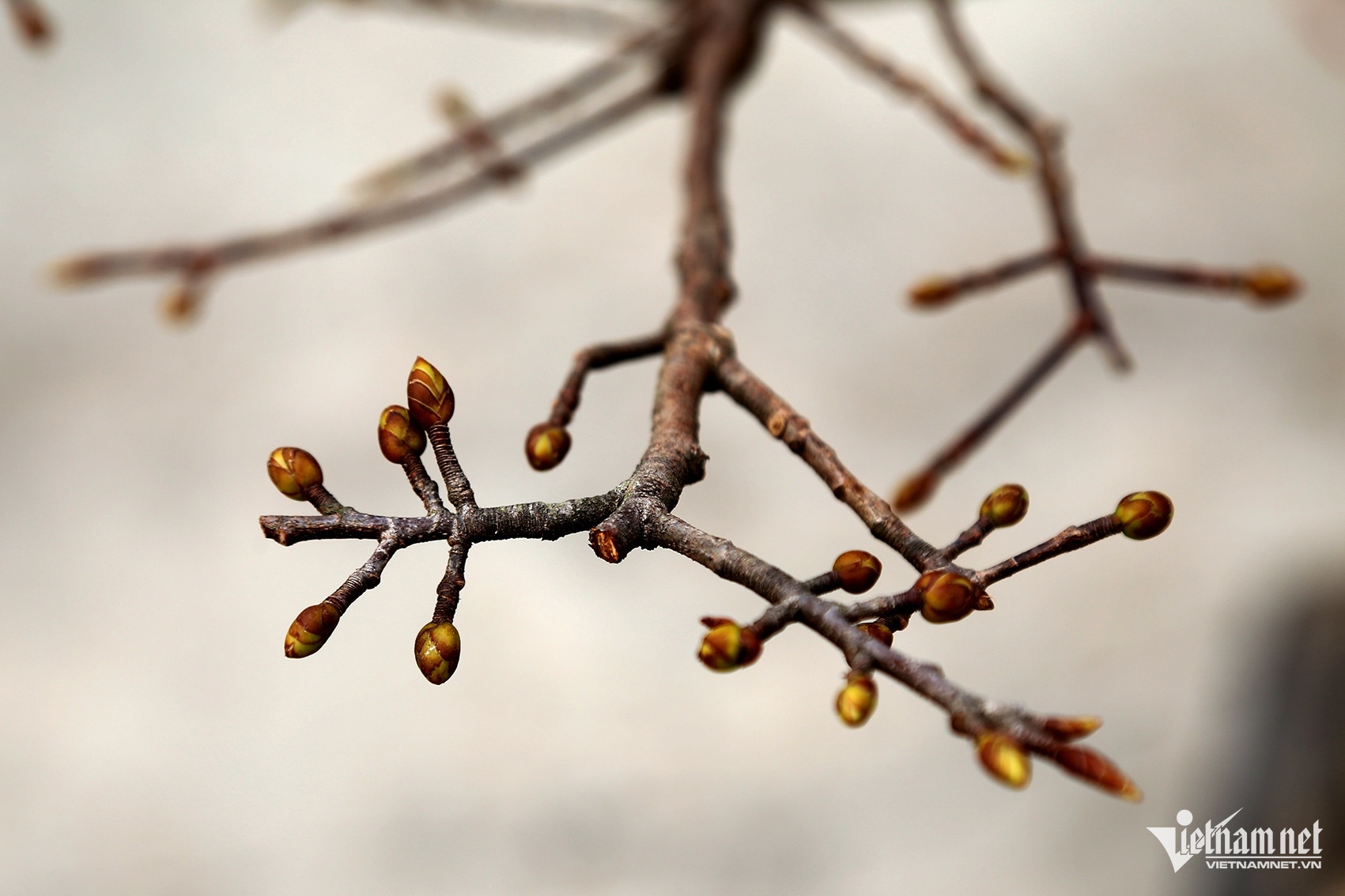 mai vang yen tu anh 2