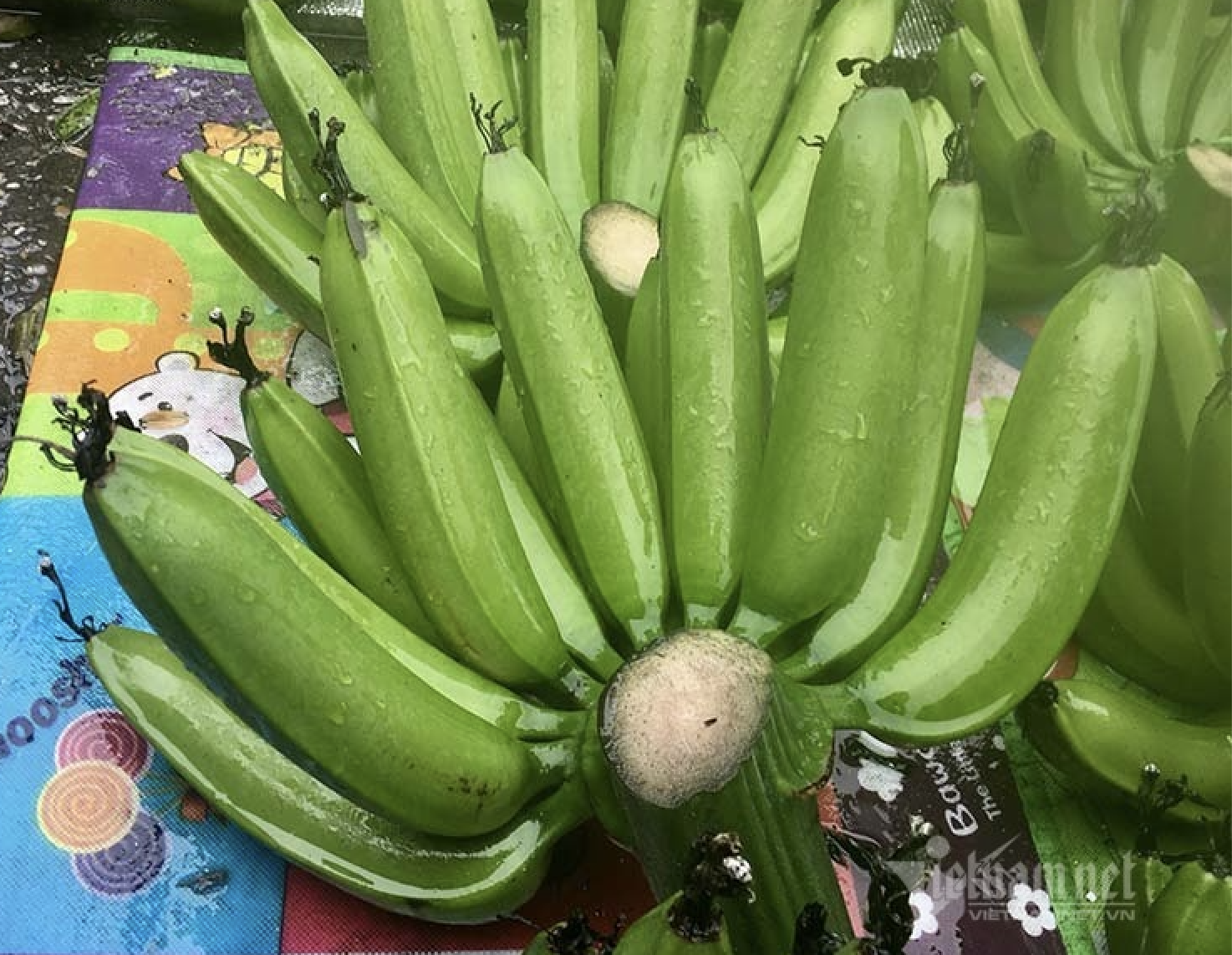 chuoi xanh anh 1