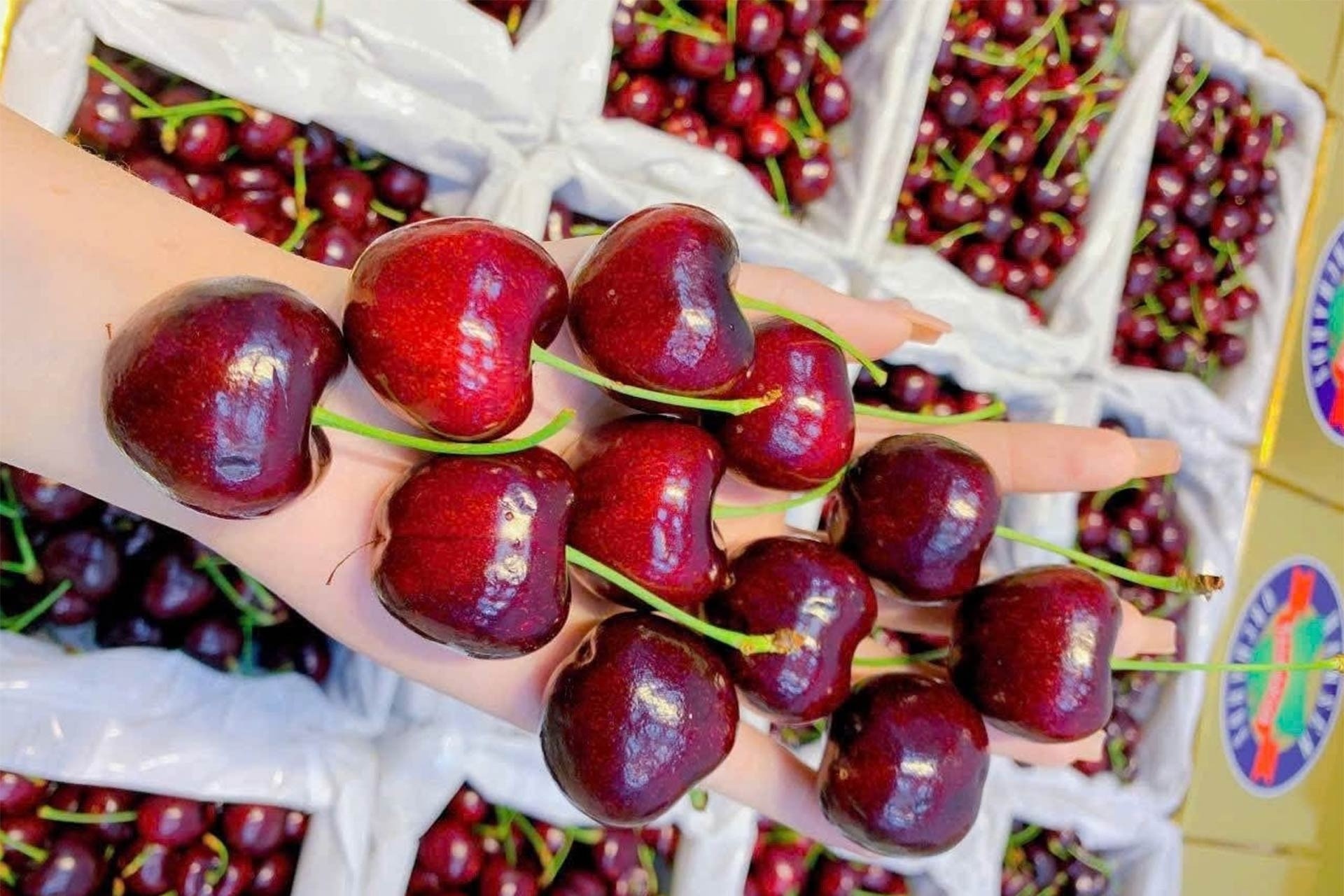 Cherry dat do van 'chay hang', bat ngo sau rieng gia 50.000 dong/kg hinh anh