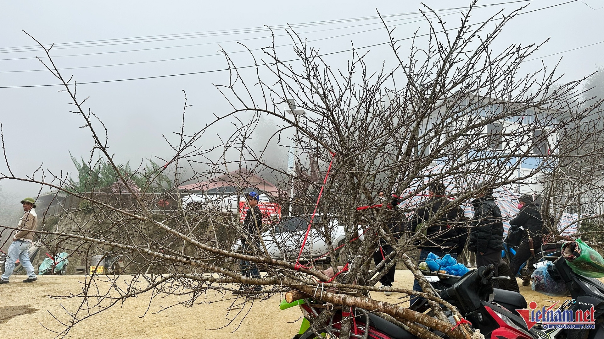 gia dao tet,  dao rung anh 1