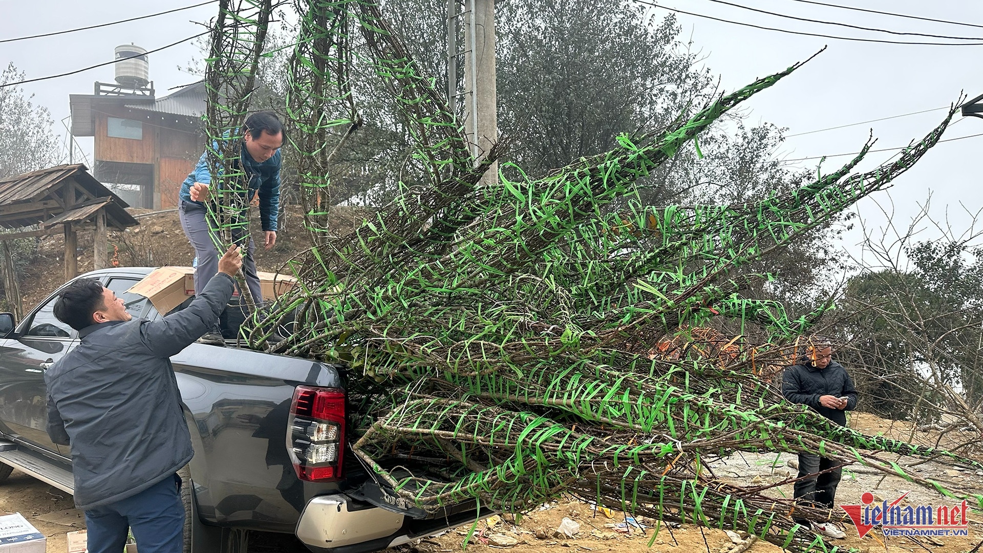 gia dao tet,  dao rung anh 3