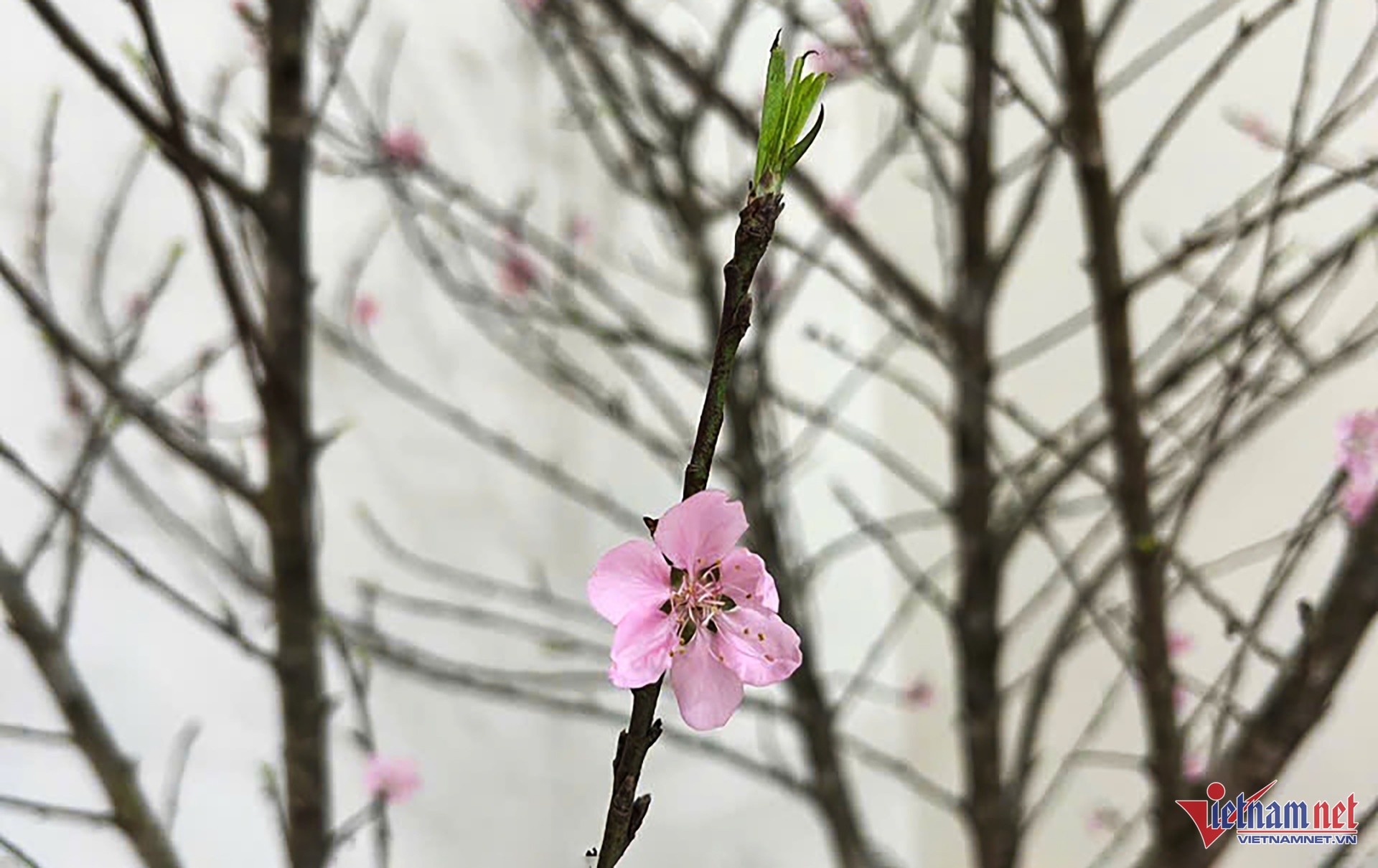 gia dao tet,  dao rung anh 2