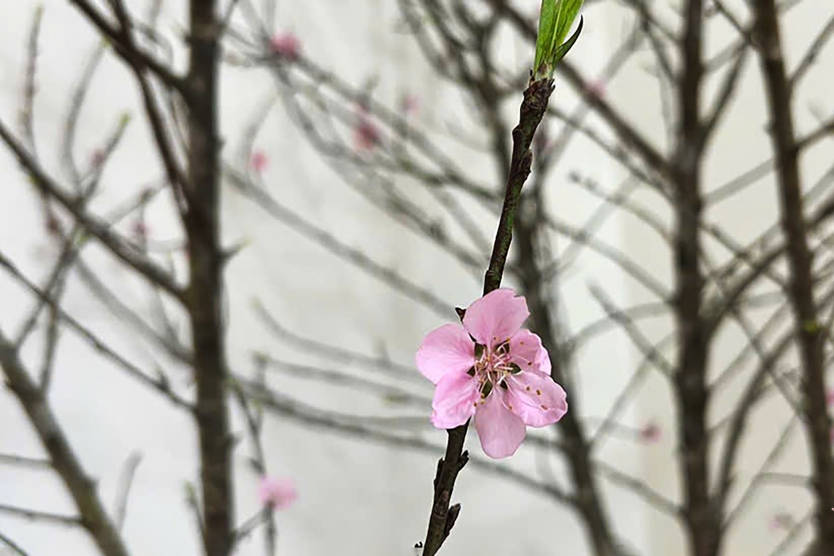 Dao Ta Xua nhu cui kho gia tien trieu, khach vuot hang tram km tim mua hinh anh