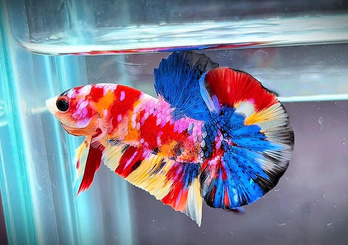 ca canh betta anh 4