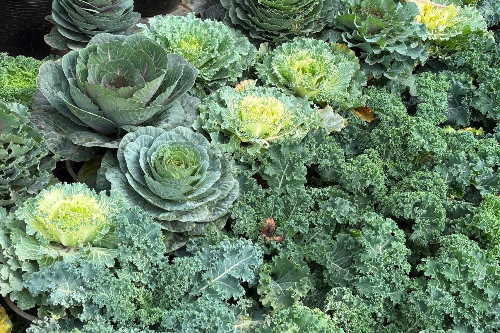 Doc la rau cai duoc ho bien thanh cay canh choi Tet hinh anh