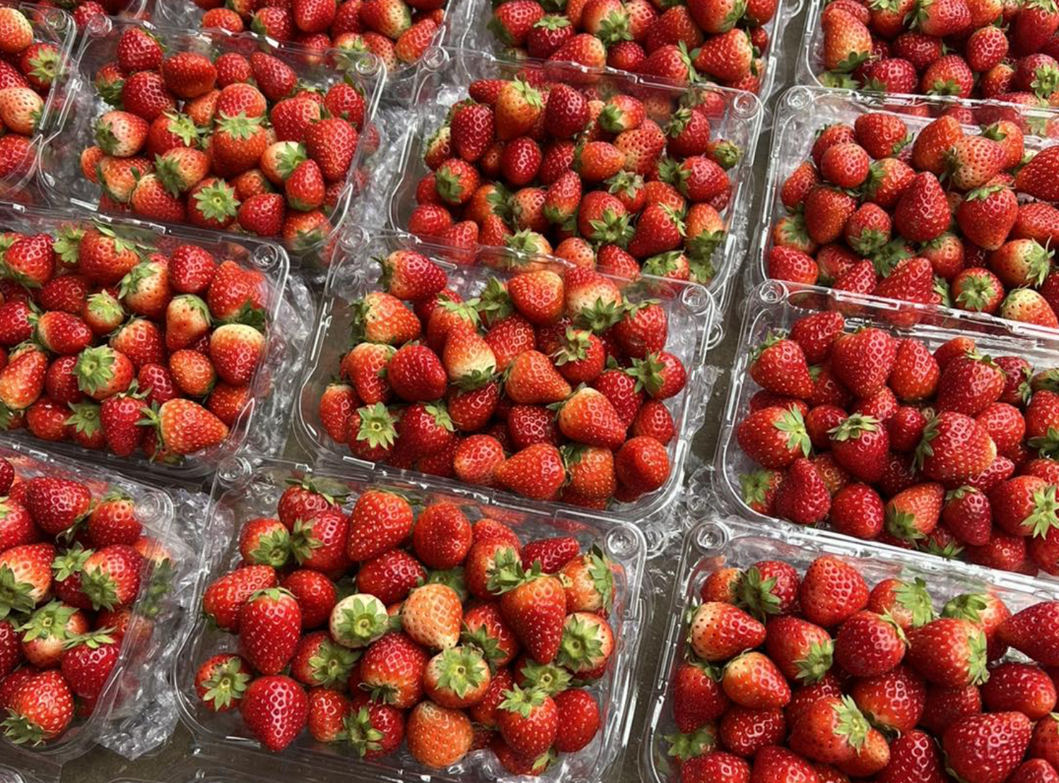 Dau tay Son La 'nhuom do' cho, gia giam chua tung co hinh anh