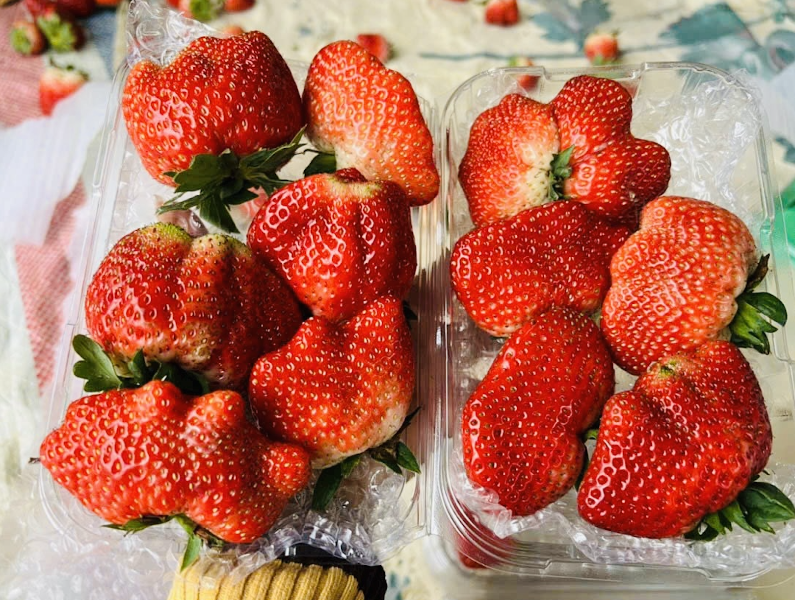 dau tay son la anh 2