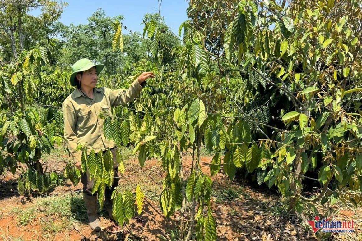 nong dan,  trong ca phe anh 2