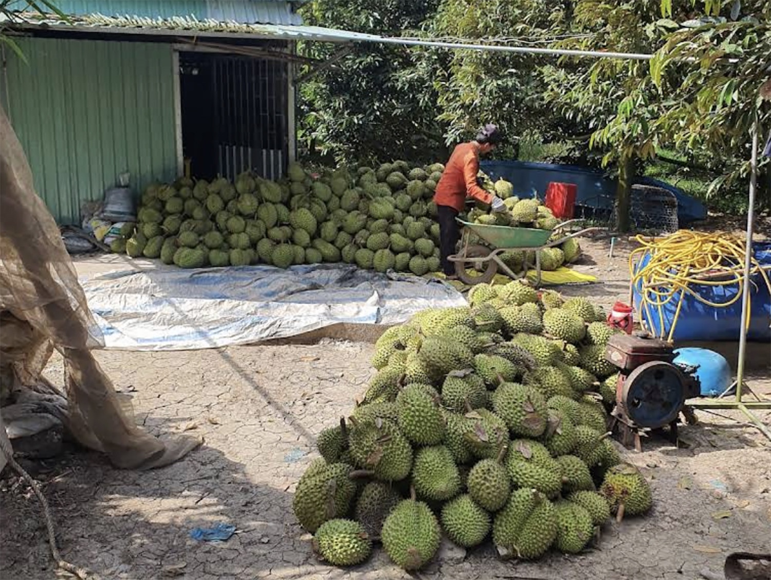sau rieng anh 2