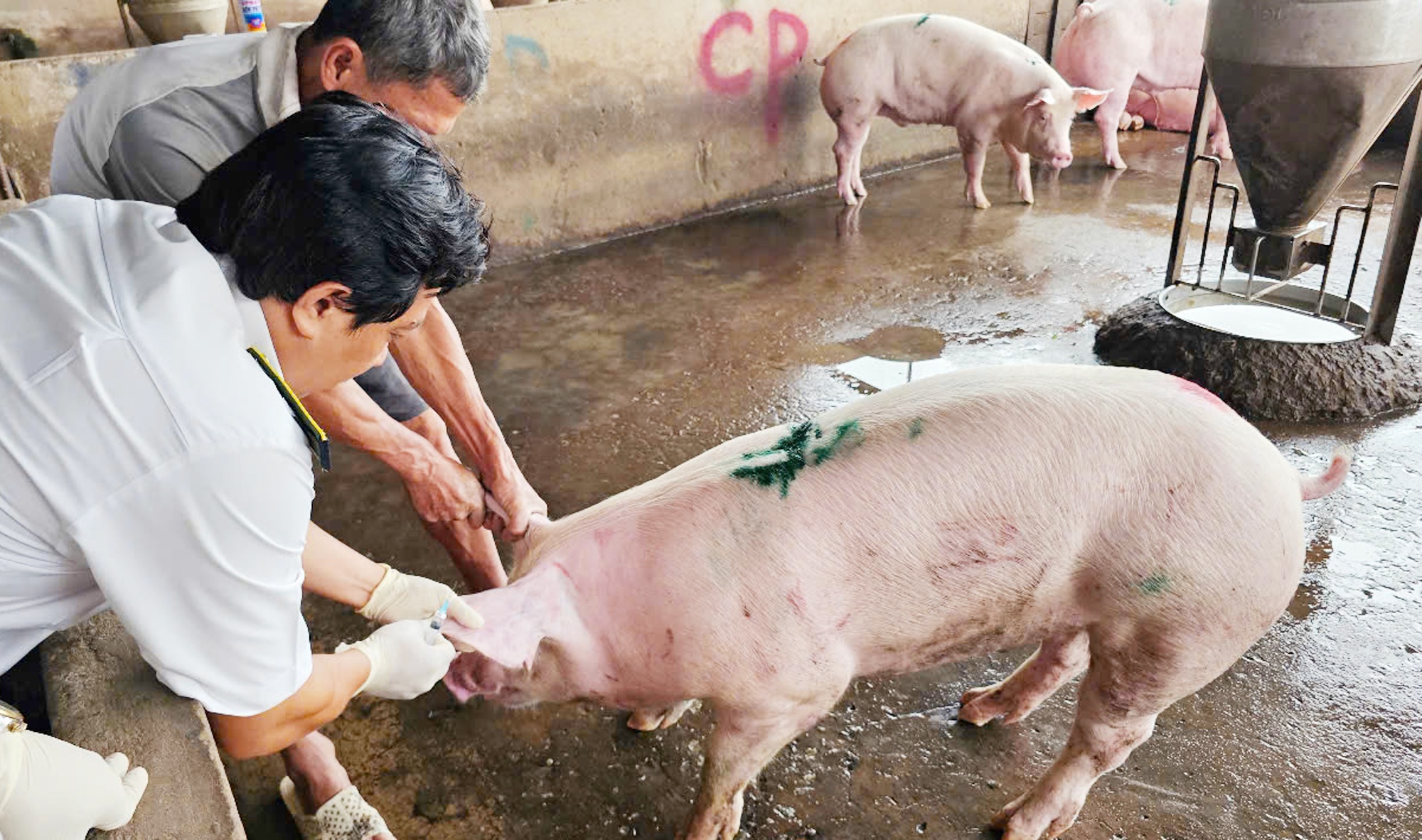 Vu bi to ban heo benh: C.P. Viet Nam cong bo ket qua cua cong an hinh anh