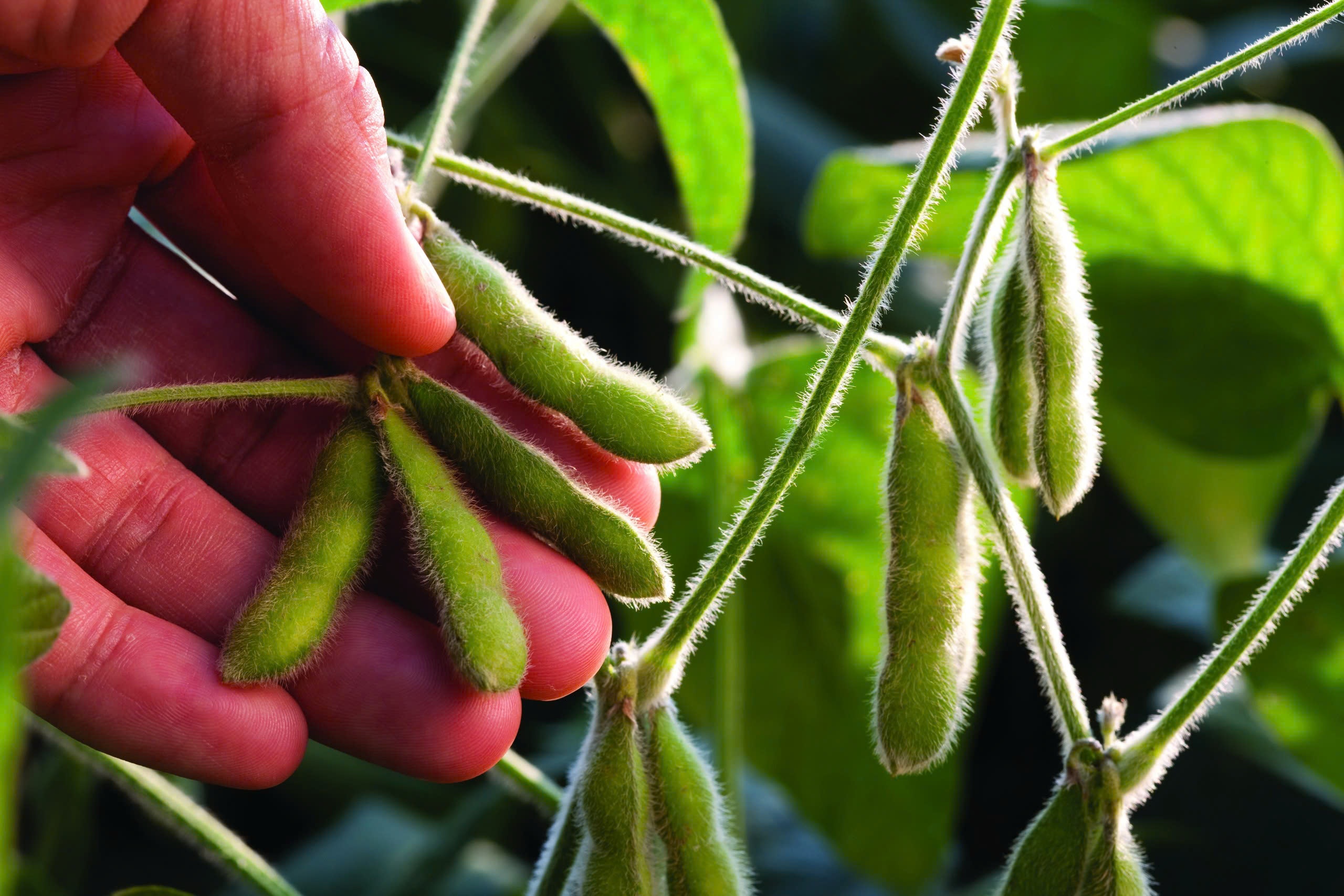 Viet Nam la khach hang lon cua dau nanh My hinh anh