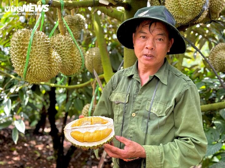gia sau rieng,  musang king,  sau ri 6 anh 1