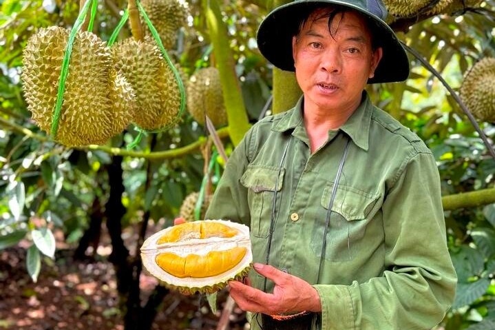 Sau rieng suong nuoc, nong dan bat luc nhin gia rot tham hinh anh