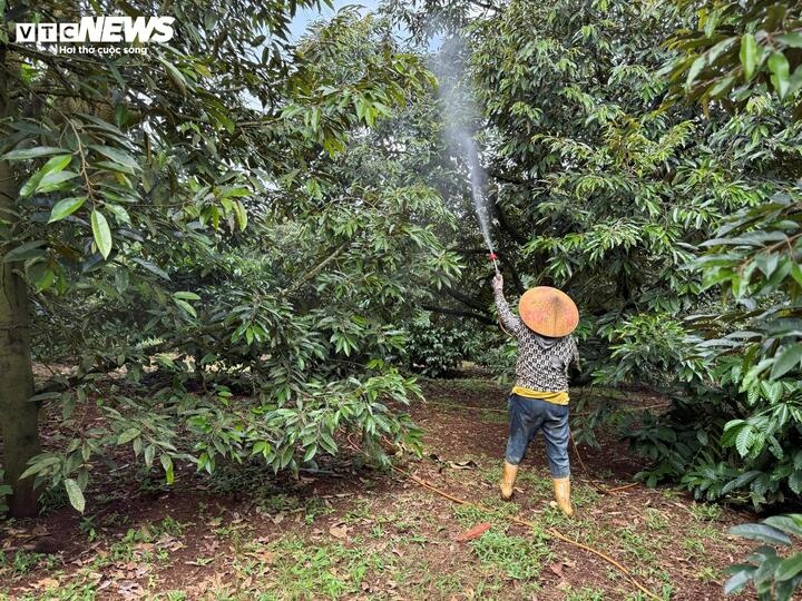gia sau rieng,  musang king,  sau ri 6 anh 7