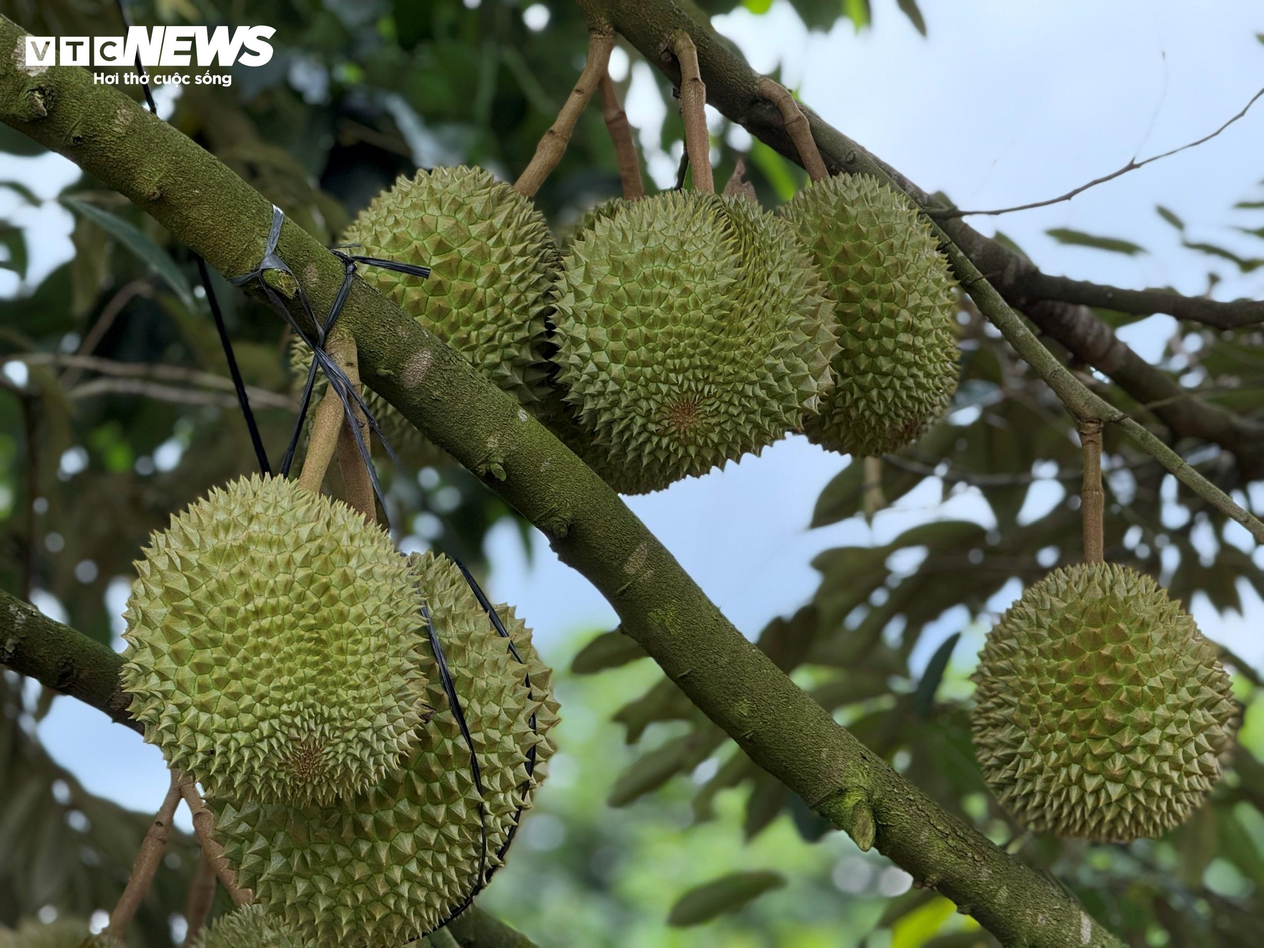 gia sau rieng,  musang king,  sau ri 6 anh 3