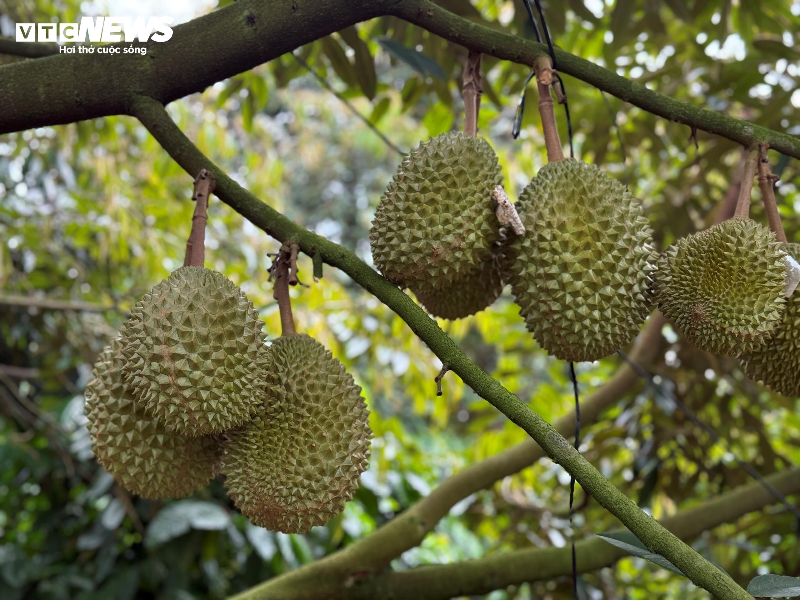 gia sau rieng,  musang king,  sau ri 6 anh 2