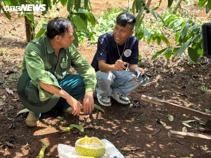 gia sau rieng,  musang king,  sau ri 6 anh 6