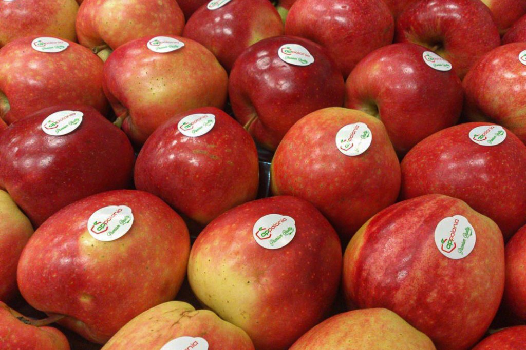 40 doanh nghiep Ba Lan sang Viet Nam tim dau ra cho thit bo, tao... hinh anh