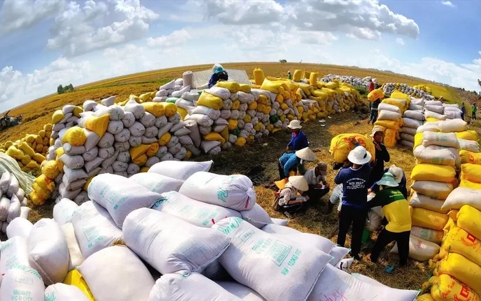 Thu tuong chi dao 'than toc' xuat khau de giu vi the gao Viet hinh anh
