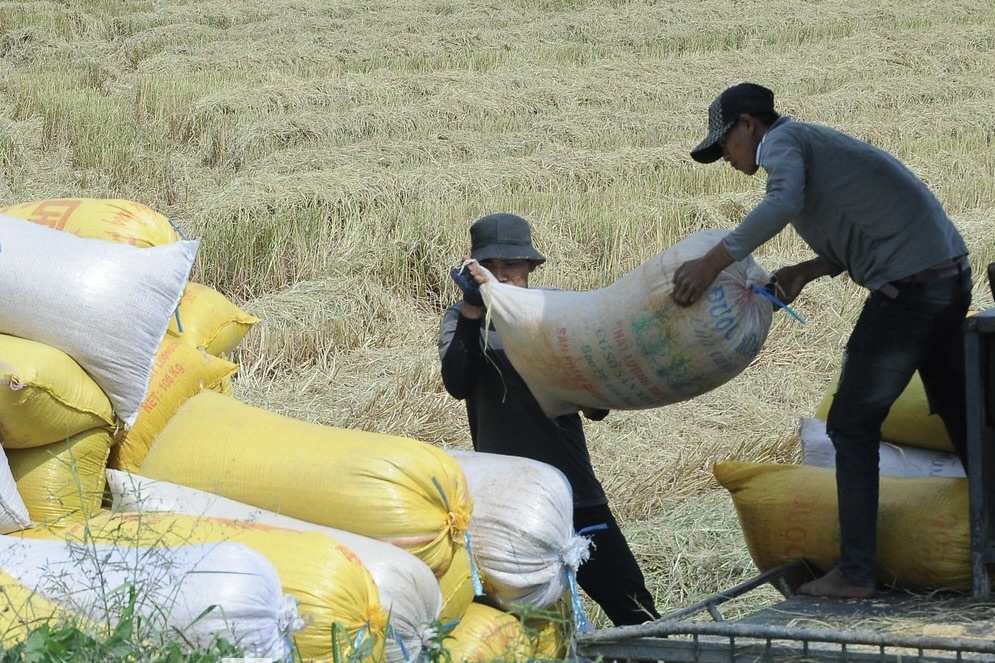 Philippines ngung nhap gao, Bo Cong Thuong de nghi DN mua lua cho dan hinh anh