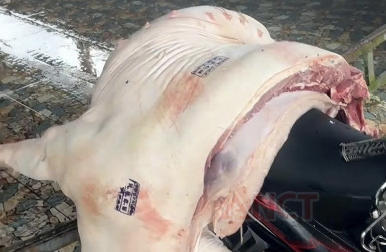 ta lon chau Phi anh 2