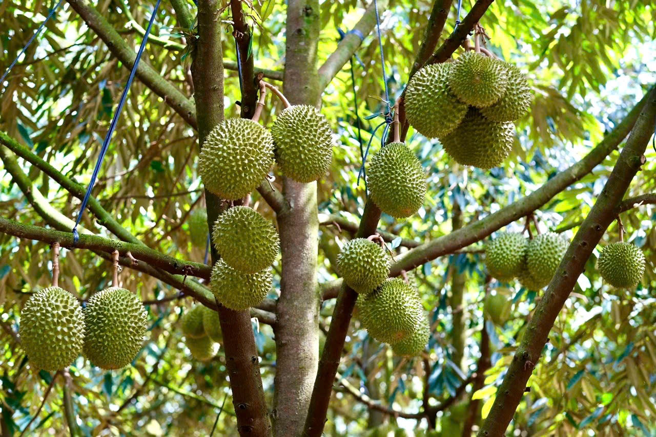 sầu ri&ecirc;ng ảnh 1