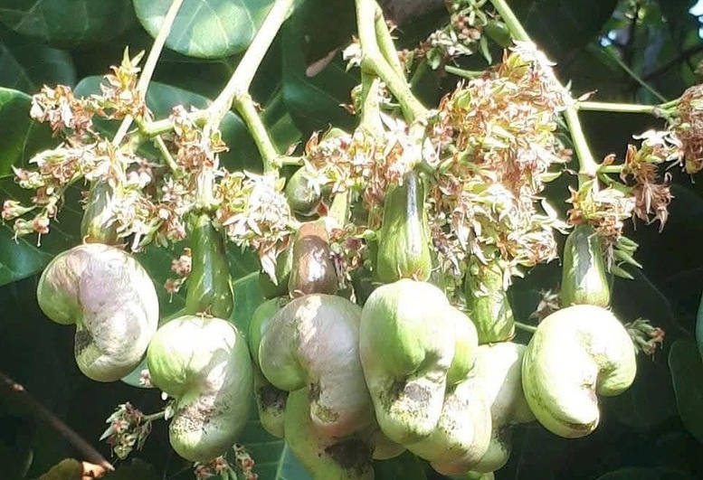 Trung Quoc vuot My, mua hon ty USD hat dieu Viet Nam hinh anh