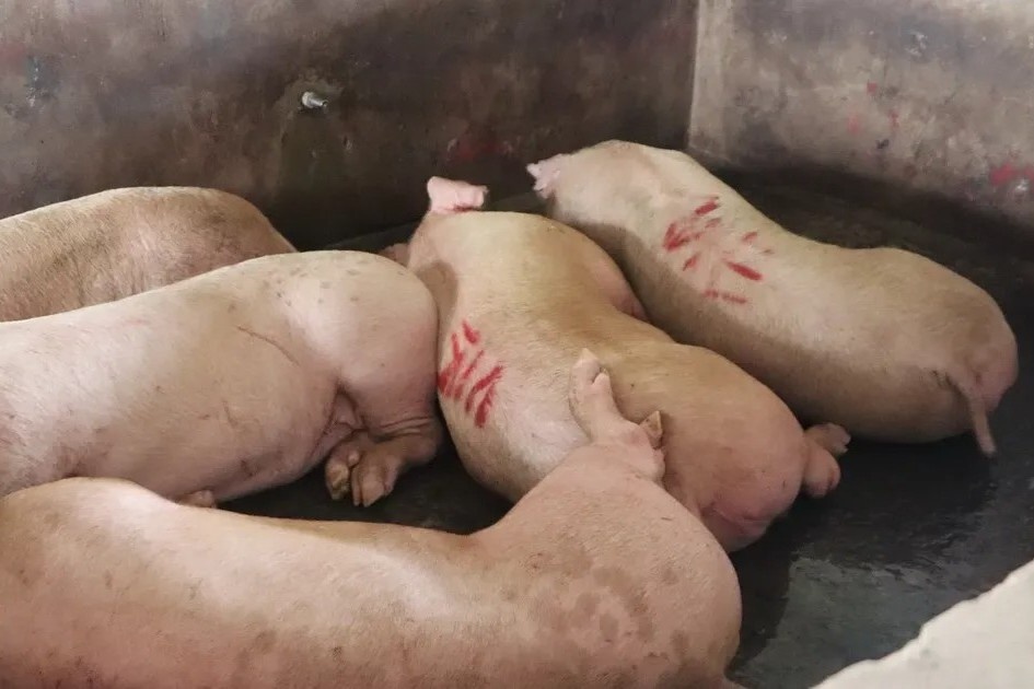 Hai Phong siet kiem dich giet mo sau vu Do hop Ha Long hinh anh