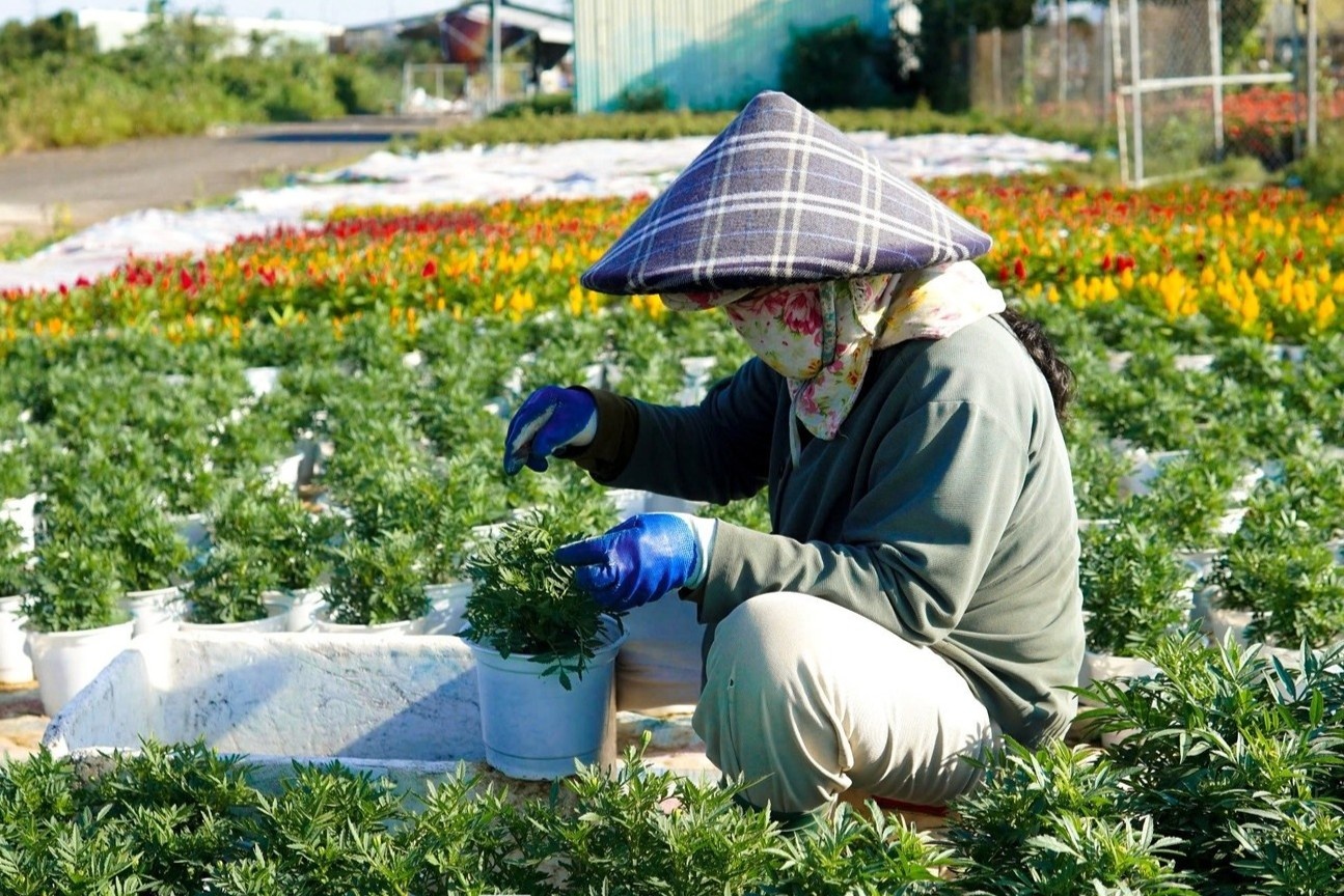 Nong dan 'em' hang cho hoa Tet tang gia hinh anh
