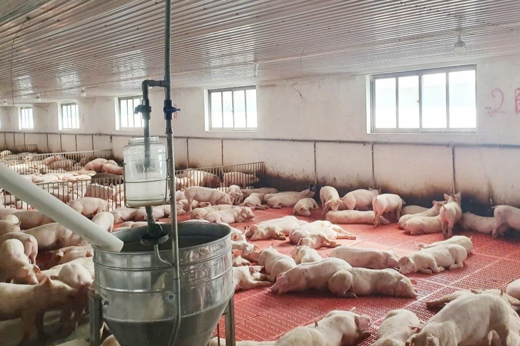 Nguoi nuoi heo thang lon dip Tet hinh anh