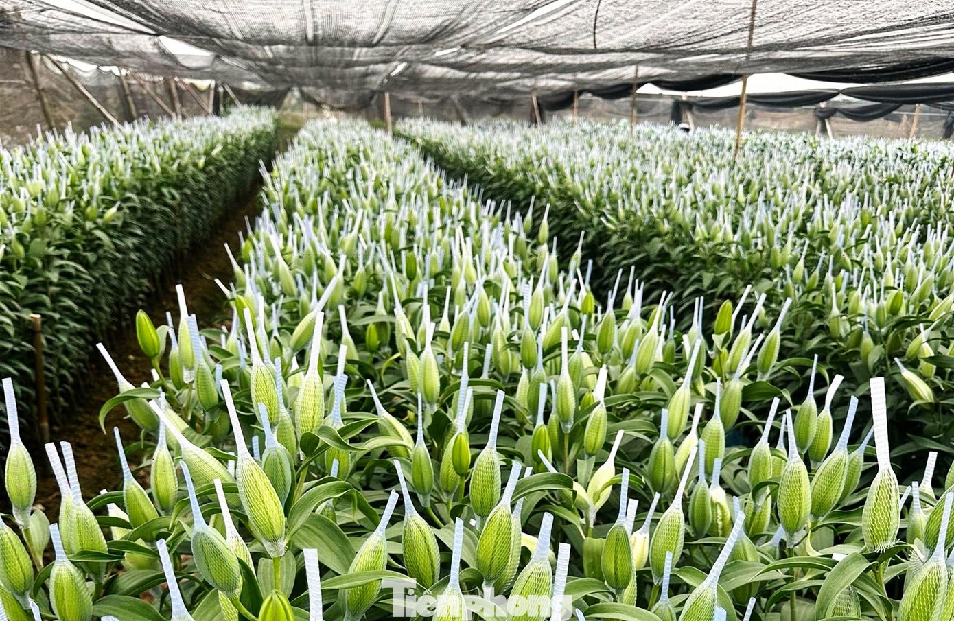 Hoa tuoi 28 Tet: Tuyet mai gia mem, ly kep tang phi ma hinh anh