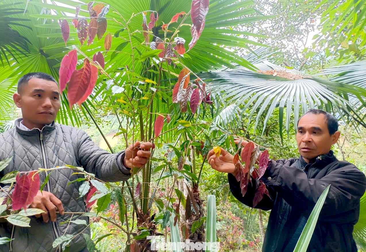 hái chè ảnh 3 hai che anh 3