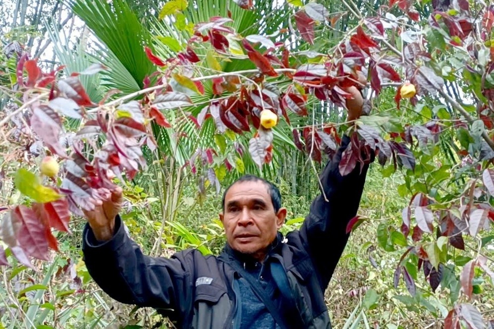 Vao rung hai che hoa vang kiem bon tien hinh anh