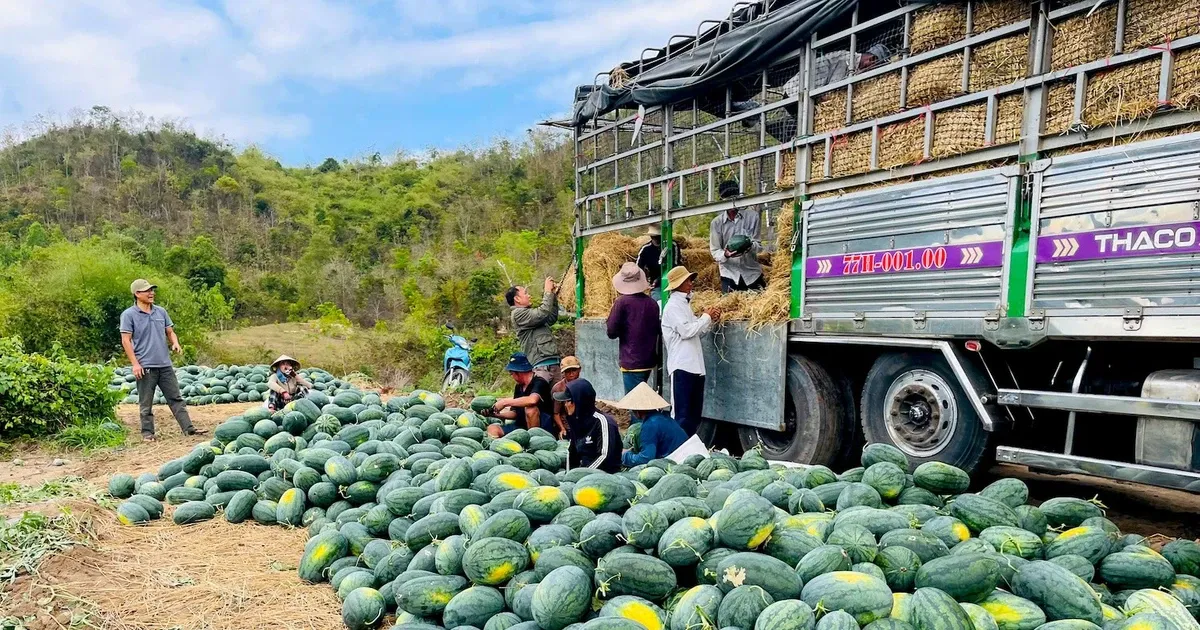 Dua hau rot gia the tham, cat lo 1.000 dong/kg hinh anh