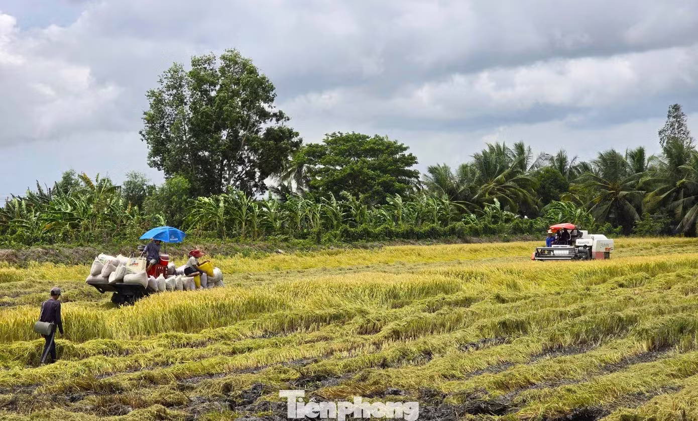 'Giai cuu' lua: Goi 20 doanh nghiep may ra co 10 noi nghe may hinh anh