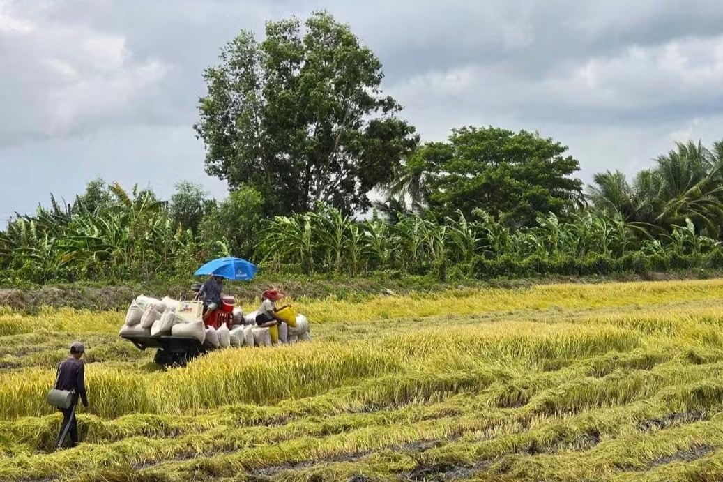 'Giai cuu' lua: Goi 20 doanh nghiep may ra co 10 noi nghe may hinh anh