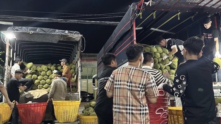 sau rieng anh 2