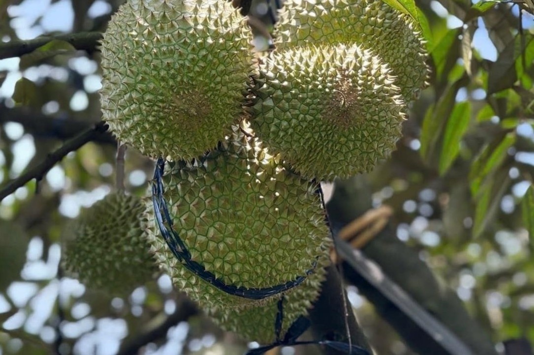 Gia sau rieng Ri6 roi tu do, nong dan dung ngoi khong yen hinh anh