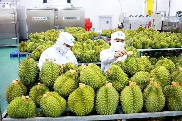 sau rieng anh 1