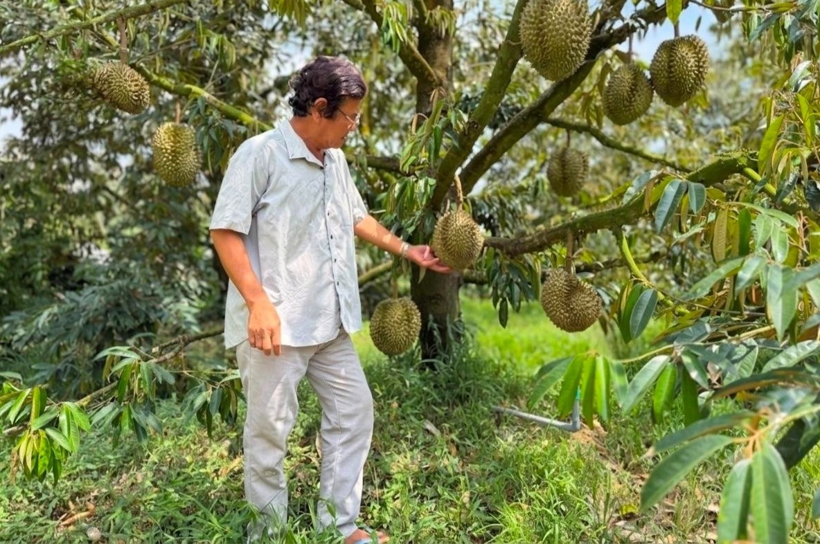 Sau rieng Thai rot gia, nha vuon dung ngoi khong yen hinh anh