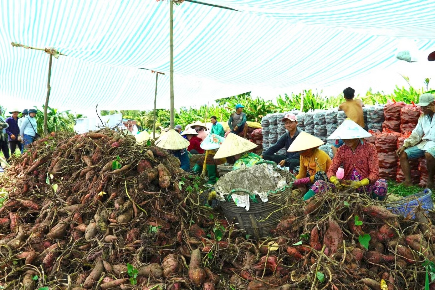 Gi&aacute; khoai lang ảnh 9
